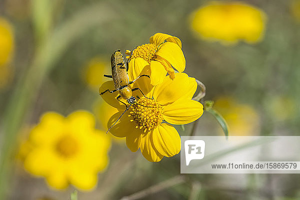 Gelber Käfer auf einer gelben Blüte im Cave Creek Canyon in den Chiricahua Mountains bei Portal; Arizona  Vereinigte Staaten von Amerika