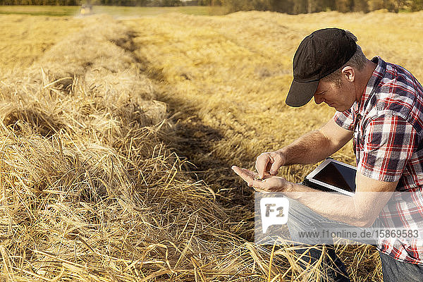 Ein Landwirt kniet sich hin  um die Weizenkörner zu prüfen  und nutzt sein Tablet  um die Weizenernte zu steuern: Alcomdale  Alberta  Kanada
