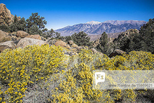 Die White Mountains in Ostkalifornien und Boundary Peak (höchster Punkt in Nevada) erheben sich in der Ferne hinter einem felsigen Abhang  der mit gelb blühendem Rabbit Brush (Chrysothamnus spp.) bewachsen ist; Kalifornien  Vereinigte Staaten von Amerika