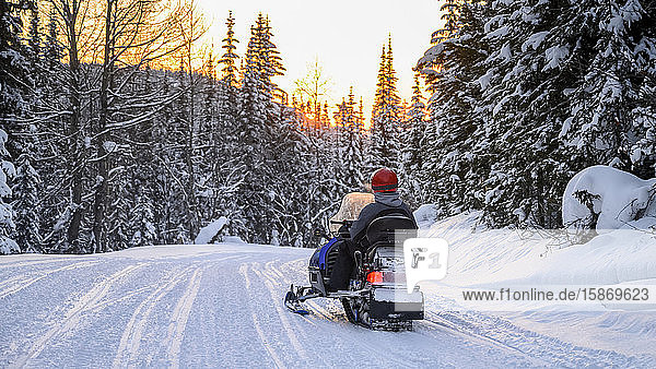 Snowmobile goes down a trail through a forest in winter at sunset; Sun Peaks  British Columbia  Canada