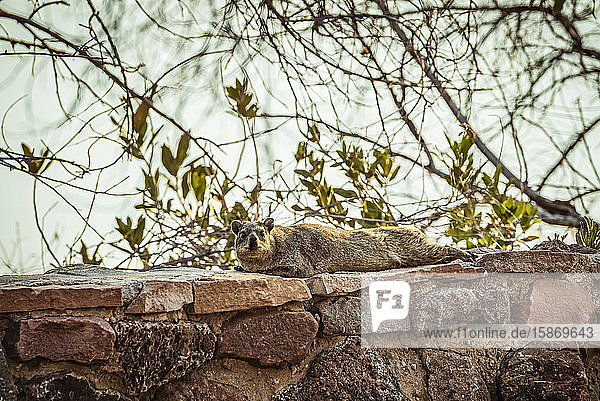 Dassie (Hyracoidea)  auch bekannt als Felsenhyrax (Procavia capensis)  im Hardap Resort; Hardap Region  Namibia