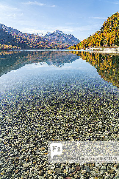 Colorful larch trees mirrored in Lake Silvaplana in autumn St. Moritz Engadine canton of Graubunden Switzerland Europe