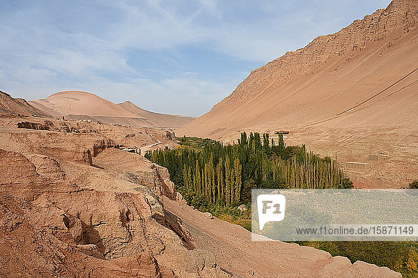 Pappelbäume und Weinberge  die dort wachsen  wo Wasser durch die Taklamakan-Wüste fließt  Xinjiang  China  Asien