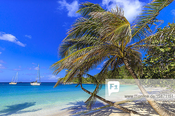 Atemberaubende Saltwhistle Bay  Yachten  weißer Sandstrand  blaues Meer  überhängende Palmen  Mayreau  Grenadinen  St. Vincent und die Grenadinen  Inseln über dem Winde  Westindische Inseln  Karibik  Mittelamerika