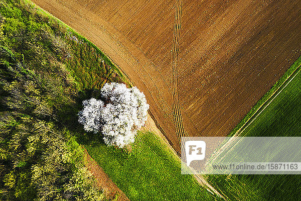 Zenithal aerial view of cherry tree in bloom Lombardy Italy Europe