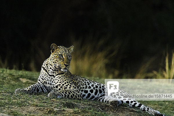 Getarnter Leopard ruht in der Abenddämmerung in einer Grasfläche  South Luangwa National Park  Sambia  Afrika