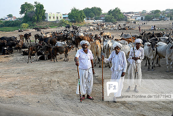 Drei Dorfkuhhirten mit ihrer Rinderherde in dem Wüstendorf Dasada  Gujarat  Indien  Asien