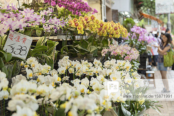 Orchids at Flower Market, Mong Kok, Kowloon, Hong Kong, China, Asia