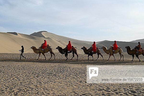 Touristen auf Kamelen  die durch die Singenden Sanddünen in Dunhuang  Nordwestprovinz Gansu  China  Asien  geführt werden