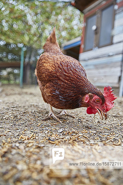 Picken von Hühnern auf dem Bauernhof