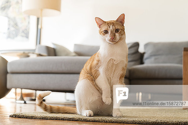 Cat with raised paw sitting on rug