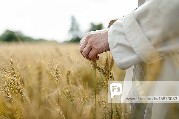 Hand einer Frau in einem Weizenfeld