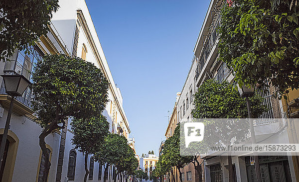 Spanien  Andalusien  Saville  Baumgesäumte Straße