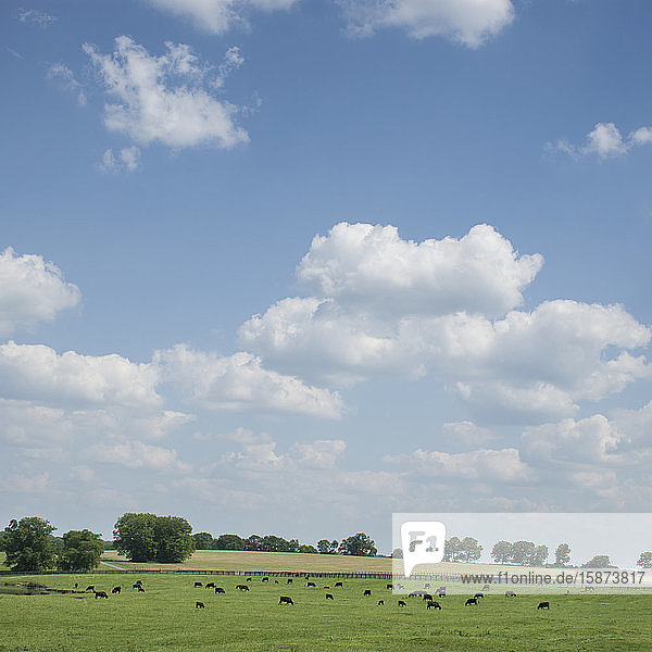 Cows in field