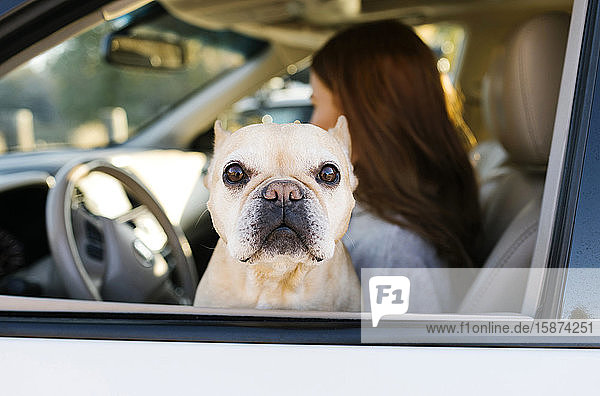 Französische Bulldogge als Haustier bei einer Frau im Autofenster