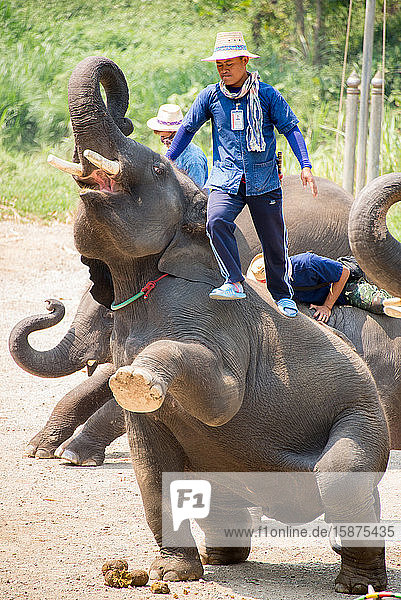 Asia  Thailand  Chiang Mai  Maetaeng Elephant Park