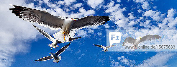 Insel Thassos  Griechenland  Europa  Möwen fliegen in den Himmel der Ägäis