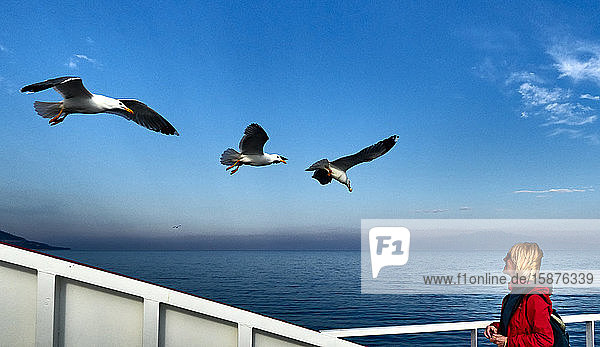 Thassos Island  Griechenland  Europa  auf dem Boot schaut eine Frau auf die Möwen  die am Himmel der Ägäis fliegen
