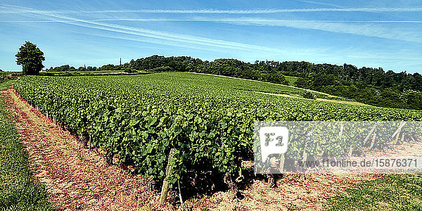 Europa  Frankreich   Region Germolles  Departement Bourgogne-Franche-ComtÃ©  Weinberge
