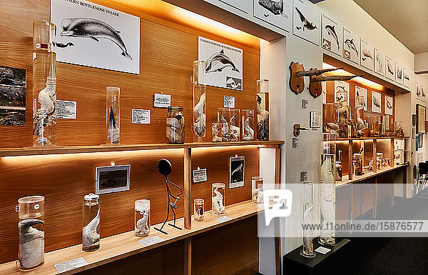 Das isländische Phallologische Museum ist wahrscheinlich das einzige Museum der Welt  das eine Sammlung phallischer Exemplare aller in einem einzigen Land vorkommenden Säugetierarten besitzt. Es enthält eine Sammlung von mehr als zweihundertfünfzehn Penissen und Penisteilen  die zu fast allen in Island vorkommenden Land- und Meeressäugetieren gehören  darunter auch Exemplare des Homo Sapiens.