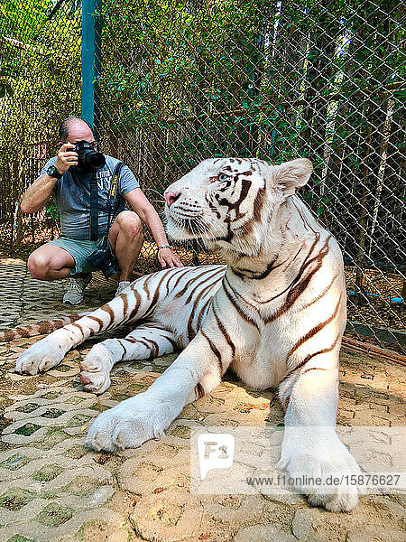 Asia Thailand Chiang Mai Tiger Kingdom