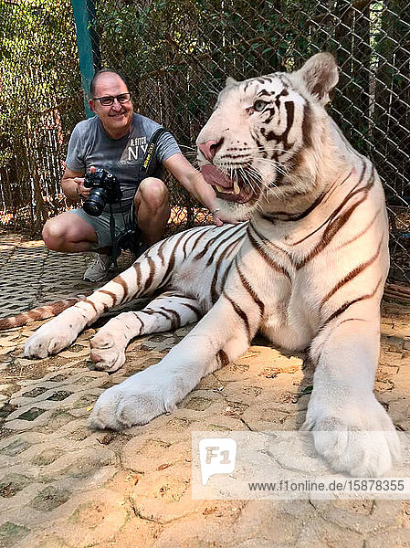 Asia Thailand Chiang Mai Tiger Kingdom