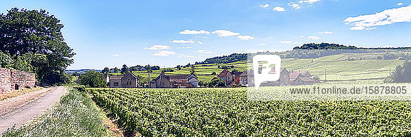 Europa  Frankreich   Bourgogne-Franche-ComtÃ©  Departement  Dorf Mercurey