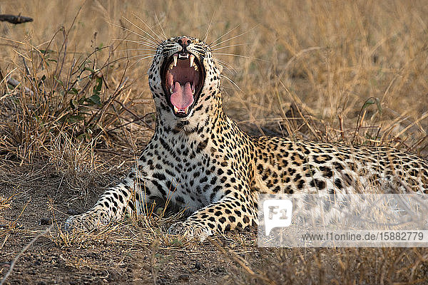 Afrikanischer Leopard (Panthera pardus) in der Savanne. Krüger-Nationalpark. Süd-Afrika.
