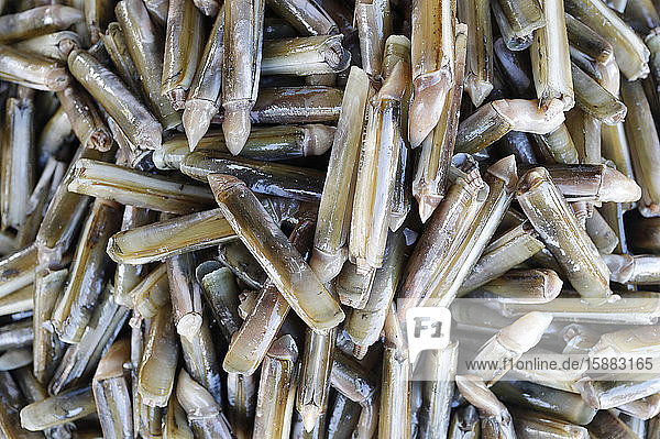Fish market. Fresh razor shells for sale. Ha Tien. Vietnam.