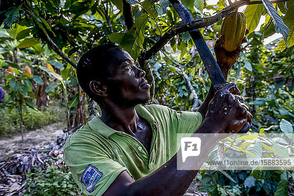 Kakaopflanzer bei der Ernte auf seiner Plantage bei Agboville  Elfenbeinküste.