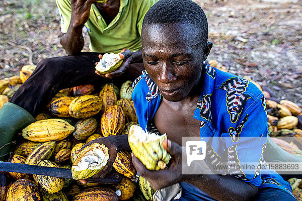 Kakaopflanzer essen Kakaomulch in der Nähe von Agboville  Elfenbeinküste.
