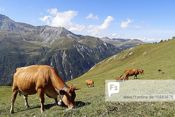 French Alps. Beaufort cheese. The milk used comes from the Tarine cows that graze in the high pastures. Peisey Nancroix. France.