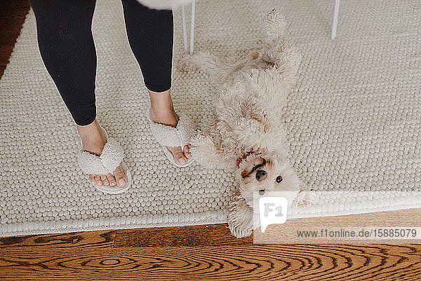 High angle view of fluffy white dog lying on cream coloured rug woman in slippers standing beside him.