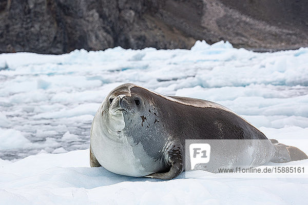 A Crabeater seal lying on ice in the Antarctic.