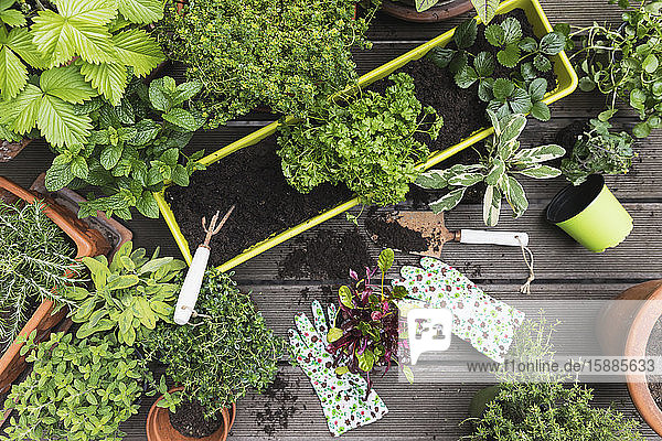 Planting of various culinary herbs and vegetables