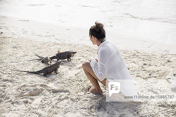 Frau füttert Leguane am Strand von Allen Cay  Bahamas  Karibik