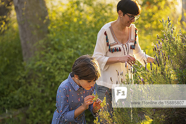 Mother and daughter picking lavender in the countryside at sunset
