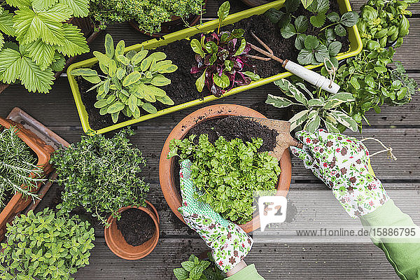 Hands of woman planting various culinary herbs and vegetables