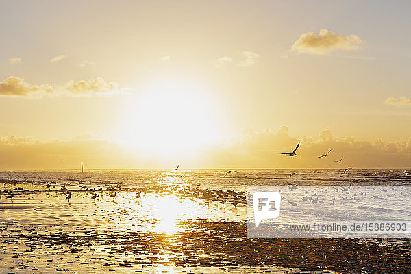 Flock of silhouette seagulls on shore at beach against orange sky during sunset  North Sea Coast  Flanders  Belgium