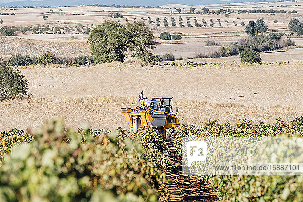Harvesting of grapes  Cuenca  Spain
