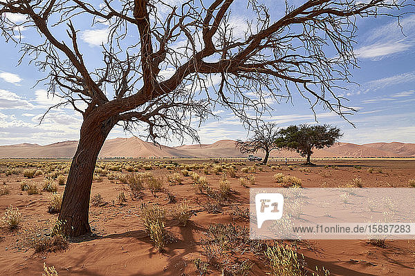 Namibia  Kahler Baum in der Namib-Wüste