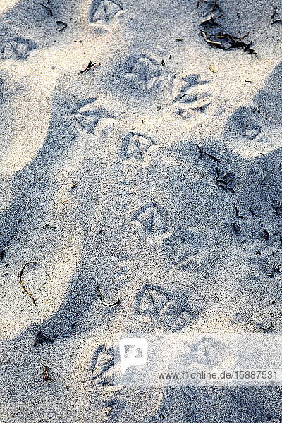 Germany  Bird tracks on sand
