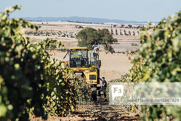 Grape harvesting machine and young winegrowers during grape harvest  Cuenca  Spain