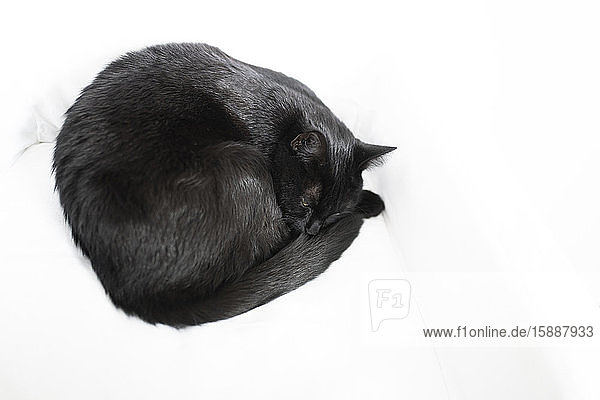 Schwarze Katze schläft auf weißer Decke