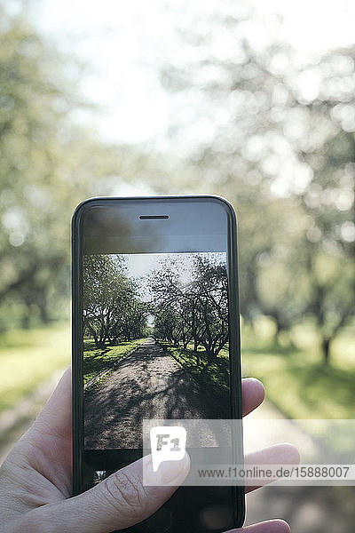 Frauenhand beim Fotografieren in einem Park mit einem Smartphone
