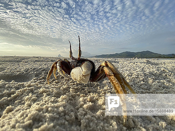Lustige Krabbe am Strand  Ko Yao Yai  Thailand