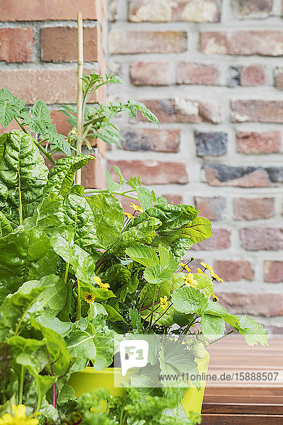 Topfkräuter und Gemüse  die auf dem Balkon wachsen