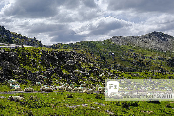 France  Pyrenees-Atlantiques  La Pierre Saint-Martin  Flock of sheep resting in Pyrenees