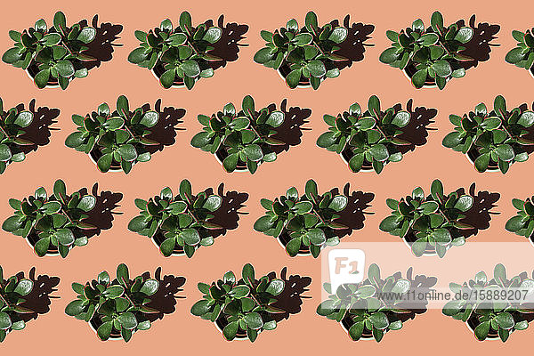Reihen von Jade-Topfpflanzen (Crassula ovata)