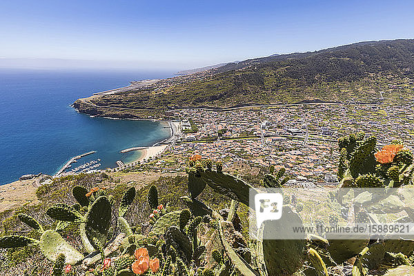Portugal  Madeira  Machico  Kakteen  die auf der Spitze eines Küstenhügels mit der Stadt im Hintergrund wachsen